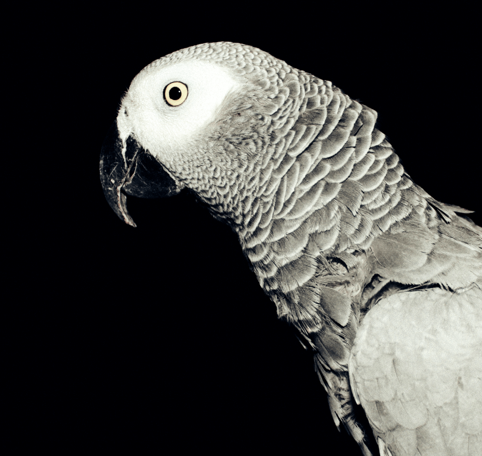 Parrot-18.png